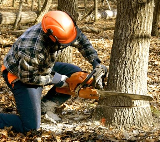 Tree Removal in Haslett, MI